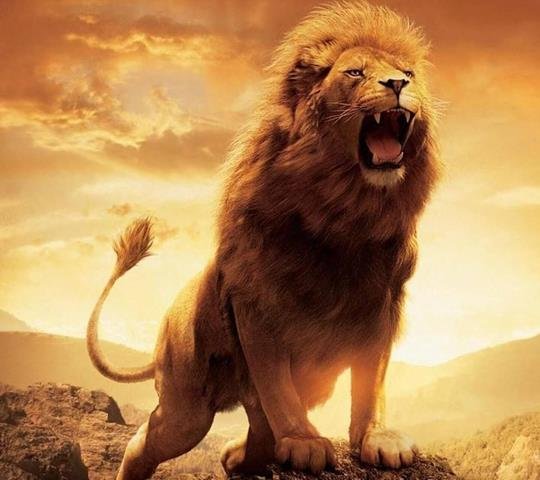 تصویر زمینه شیر جنگل برای پروفایل