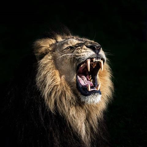 تصویر زمینه شیر جنگل برای پروفایل