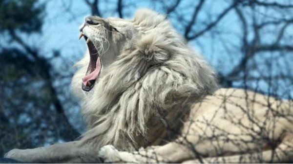 تصویر زمینه شیر جنگل برای پروفایل