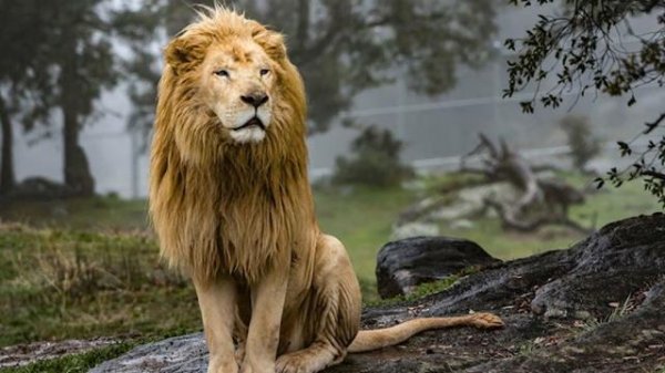 تصویر زمینه شیر جنگل برای پروفایل