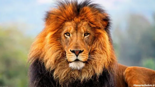  زیباترین عکس شیر جنگل