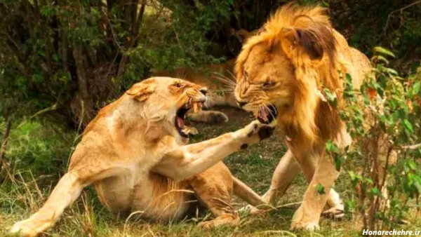  زیباترین عکس شیر جنگل