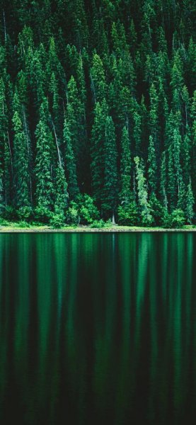  پس زمینه جنگل برای گوشی موبایل