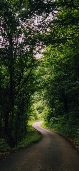  پس زمینه جنگل برای گوشی موبایل