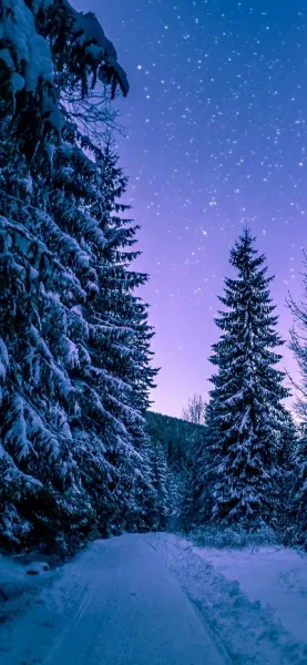  عکس تصویر زمینه جنگل سرسبز