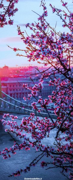 عکس تصویر زمینه درخت با کیفیت بالا