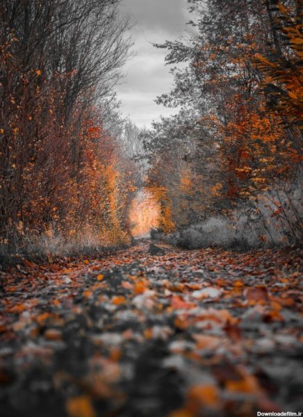  عکس تصویر زمینه درخت با کیفیت بالا
