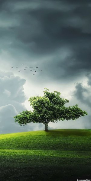  عکس تصویر زمینه درخت با کیفیت بالا