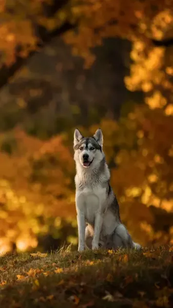  عکس هاسکی سفید