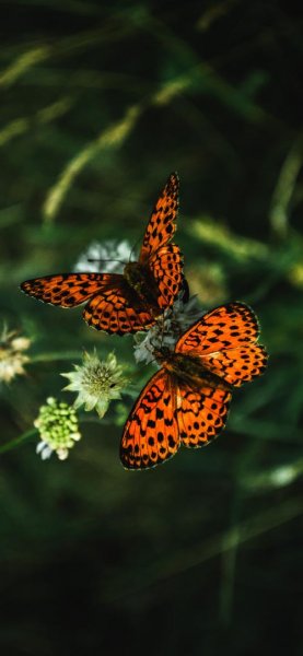  عکس بک گراند پروانه