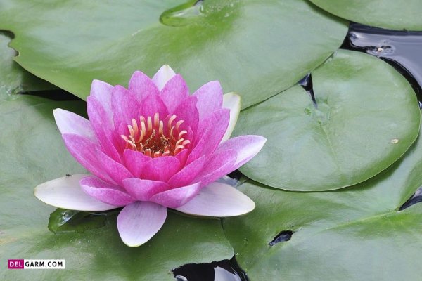  تصویر زمینه نیلوفر آبی
