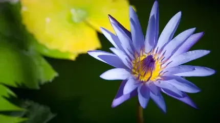  عکس گل نیلوفر آبی برای پروفایل
