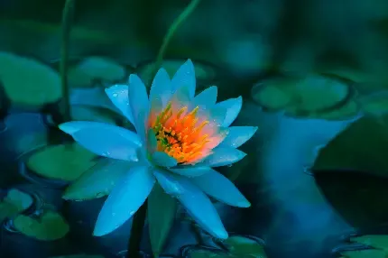  عکس گل نیلوفر آبی برای پروفایل