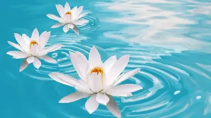  عکس گل نیلوفر مرداب