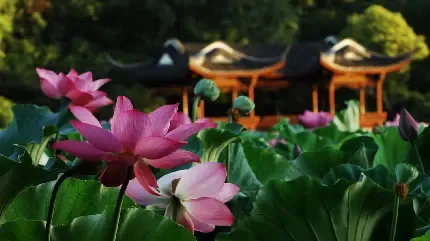  عکس گل نیلوفر مرداب