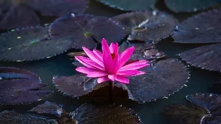  عکس گل نیلوفر مرداب