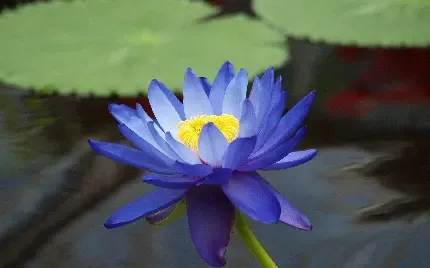  عکس گل نیلوفر آبی