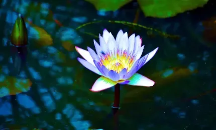  عکس گل نیلوفر آبی