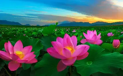 عکس گل نیلوفر واقعی