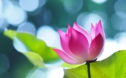  عکس گل نیلوفر واقعی