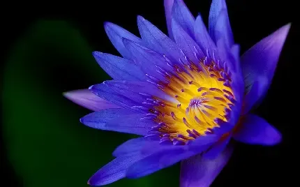  عکس گل نیلوفر واقعی