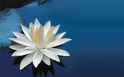  عکس گل نیلوفر واقعی