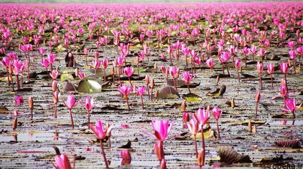  عکس های گل نیلوفر آبی