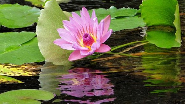  عکس های گل نیلوفر آبی