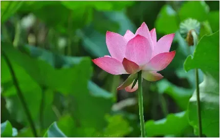  عکس گل نیلوفر آبی سفید