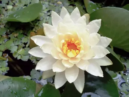  عکس گل نیلوفر آبی سفید