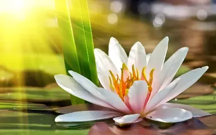  تصویر گل نیلوفر آبی