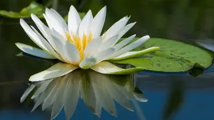  تصویر گل نیلوفر آبی
