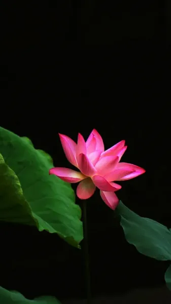  تصویر گل نیلوفر آبی