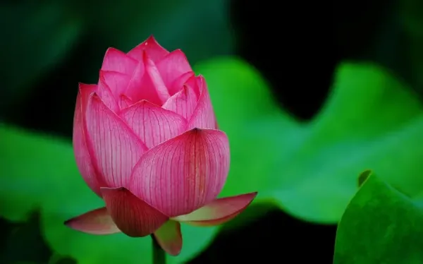  عکس های زیبا از گل نیلوفر آبی