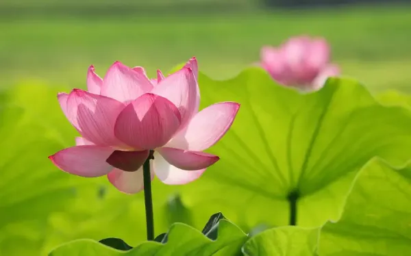  عکس گل نیلوفر آبی طبیعی
