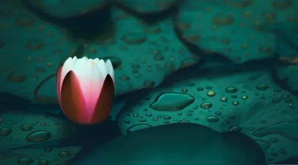  عکس گل نیلوفر آبی طبیعی