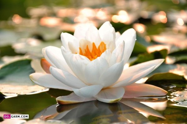 عکس گل نیلوفر آبی برای والپیپر گوشی