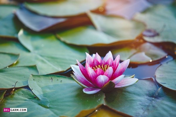  عکس گل نیلوفر آبی برای والپیپر گوشی