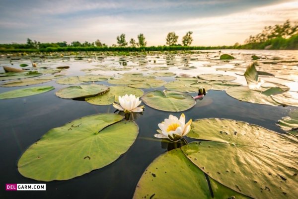  عکس گل نیلوفر آبی برای والپیپر گوشی