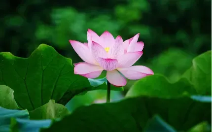  عکس گل نیلوفر آبی برای استوری