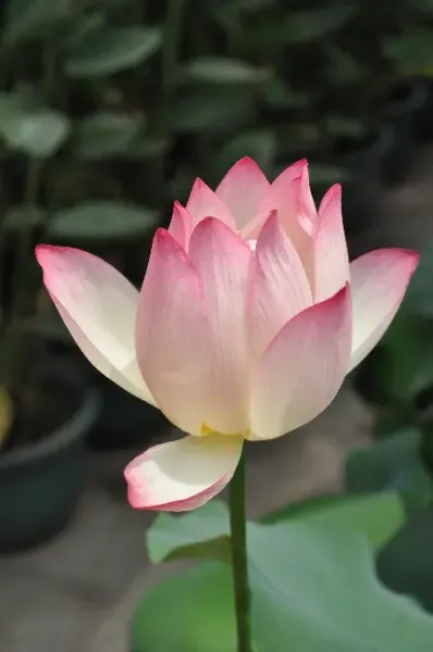  عکس گل نیلوفر آبی برای استوری