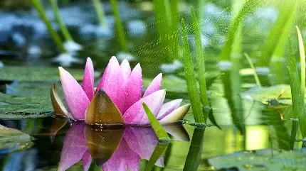  عکس گل نیلوفر آبی برای استوری