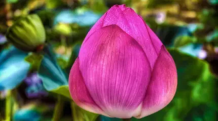  عکس گل نیلوفر آبی برای استوری