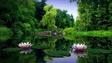  عکس گل نیلوفر آبی برای استوری