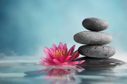  عکس گل نیلوفر آبی برای اینستاگرام