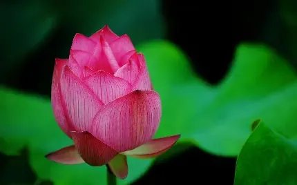  عکس گل نیلوفر آبی برای اینستاگرام