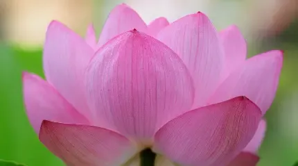  عکس گل نیلوفر آبی برای اینستاگرام