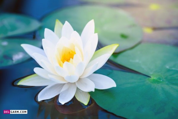  عکس گل نیلوفر آبی برای صفحه گوشی