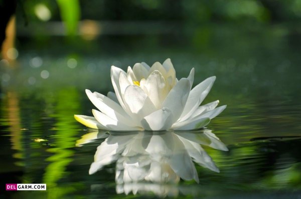  عکس گل نیلوفر آبی برای صفحه گوشی