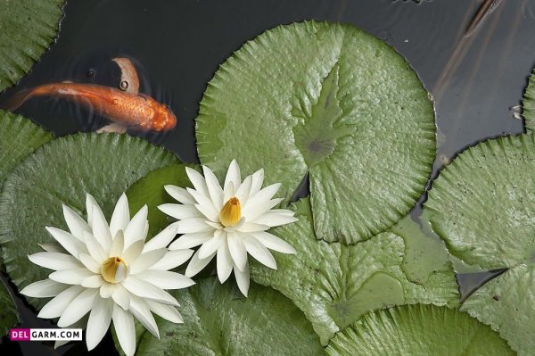  عکس گل نیلوفر آبی برای صفحه گوشی